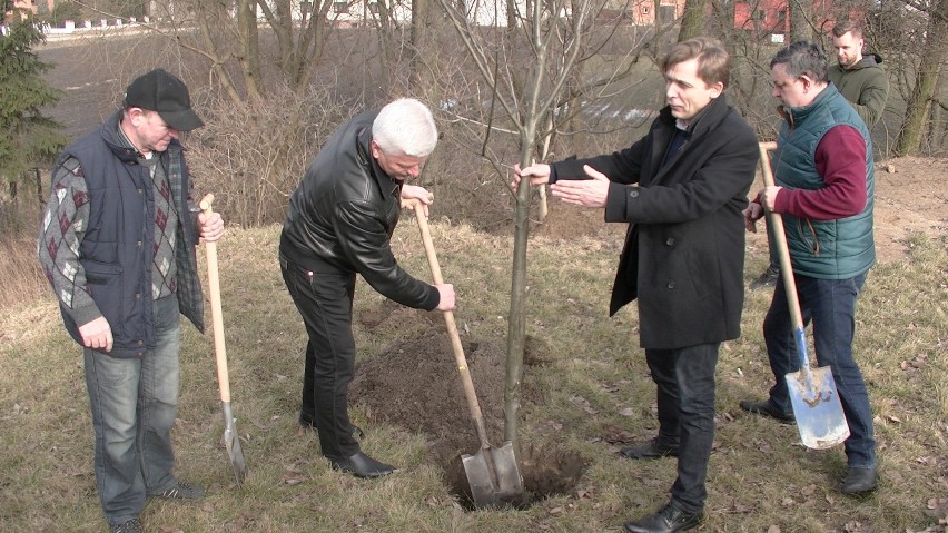 Drzewo dla Polski. Kaliszanie zachęcają do sadzenia drzew