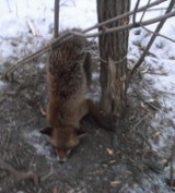 Straż miejska w Rudzie Śląskiej znalazła martwego lisa we wnykach. Okrucieństwo ludzi nie zna granic