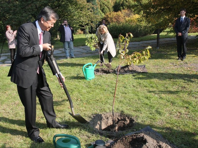 Ambasador Japonii w ogrodzie botanicznym w Łodzi sadził drzewka sakura