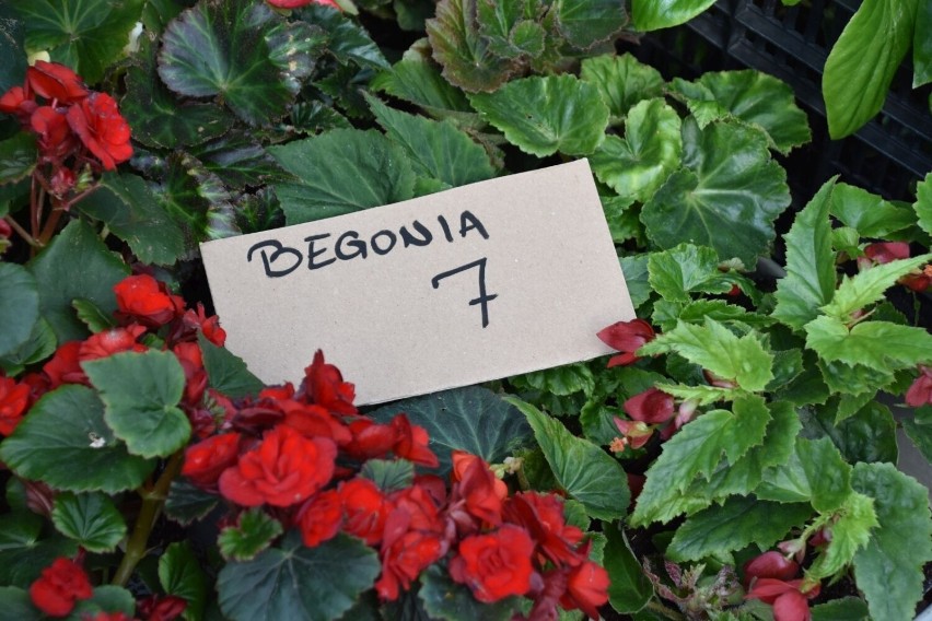 Sprawdź ceny roślin na zielonogórskim targowisku przy ul....