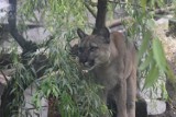 Puma Nubia pozostanie w zoo w Chorzowie. Właściciel jej nie opuści i przeprasza zoo w Poznaniu