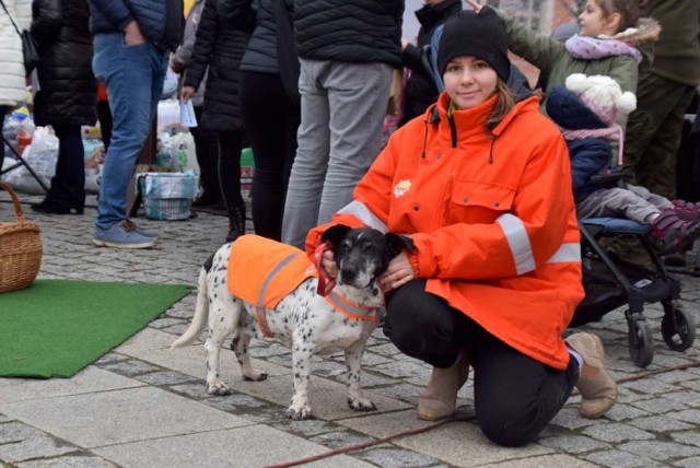 Zbieraliśmy makulaturę za drzewko i pomogliśmy zwierzakom ze schroniska