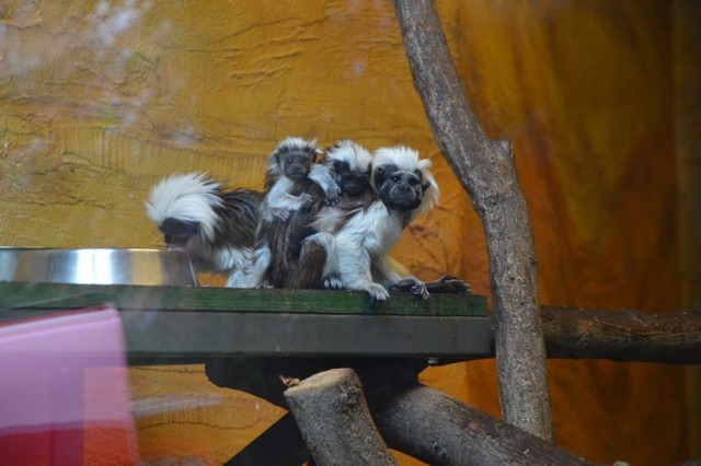 Małpy z zagrożonego wyginięciem gatunku tamaryn białoczubych urodziły się w Zoo Safari w Borysewie