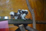 Małpy z zagrożonego wyginięciem gatunku tamaryn białoczubych urodziły się w Zoo Safari w Borysewie. Młodych jest tu więcej (ZDJĘCIA i FILM)