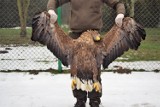 Lesnicy znaleźli martwego orła w Borach Kujańskich