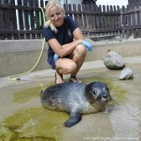 Fokarium w Helu. Foczka Rowcia z Rowów wyzdrowiała i opuściła lecznicę | ZDJĘCIA