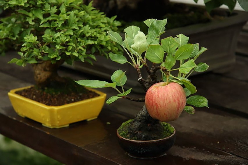 Drzewka bonsai, czyli świat w miniaturze. Niektóre mają...