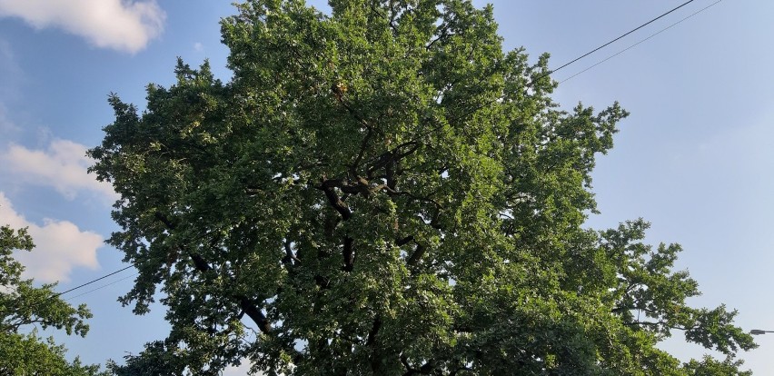 Zabytkowy kluczborski dąb po pracach pielęgnacyjnych.