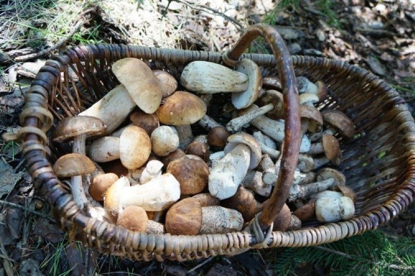 Wysyp grzybów w lasach Konina i okolicy