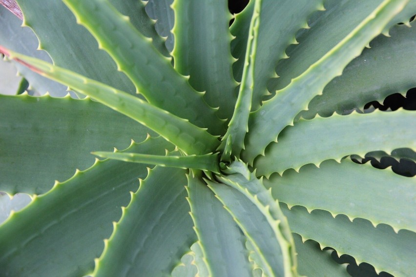 Aloe vera: Oprócz swoich właściwości łagodzących skórę, aloe...