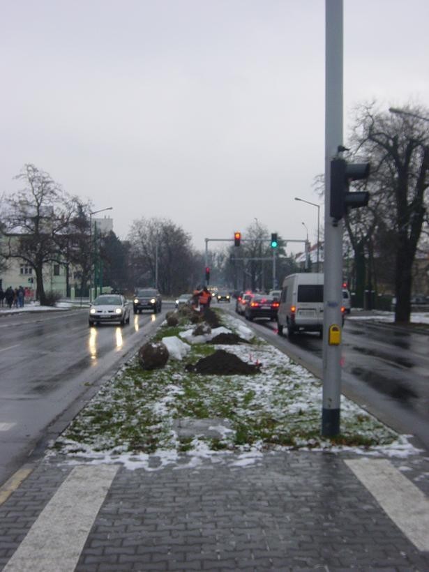 Poznań: Nowe drzewa na Wojska Polskiego [ZDJĘCIA INTERNAUTY]