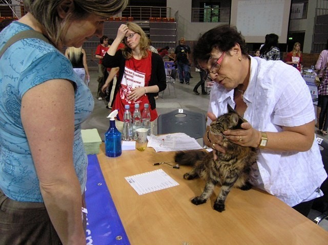 Bielsko-Biała: Międzynarodowa Wystawa Kotów Rasowych pod Dębowcem [ZDJĘCIA]