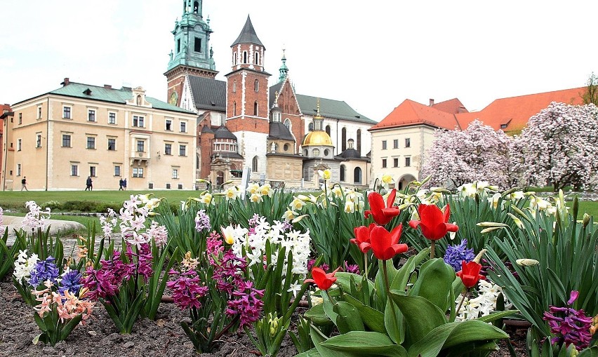 Kraków. Na Wawelu wiosna w pełni [ZDJĘCIA]
