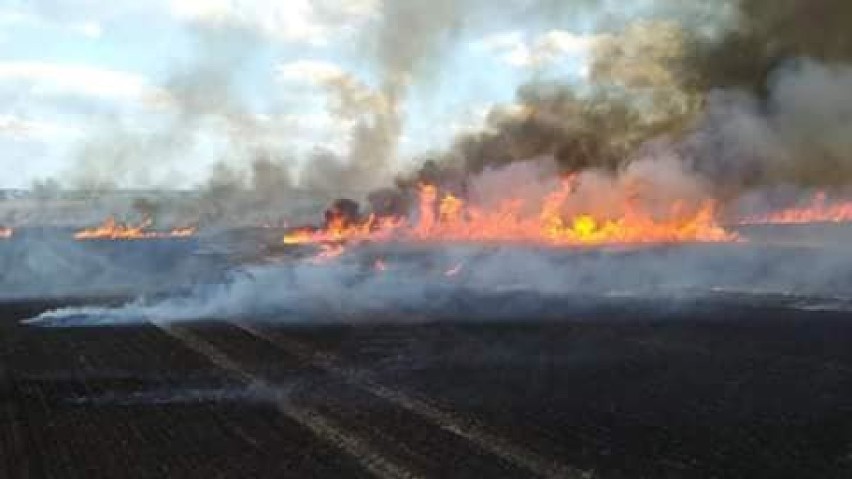 Strażacy z naszego powiatu ratowali zboże. Spaliło się 80 hektarów