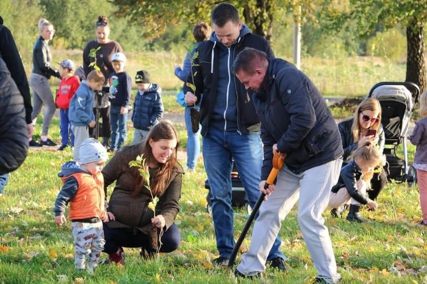 Kolejne drzewa w Czeladzi posadzone zostały ostatnio w...