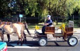 Pijany woźnica trafił do policyjnego aresztu, a koń do stajni