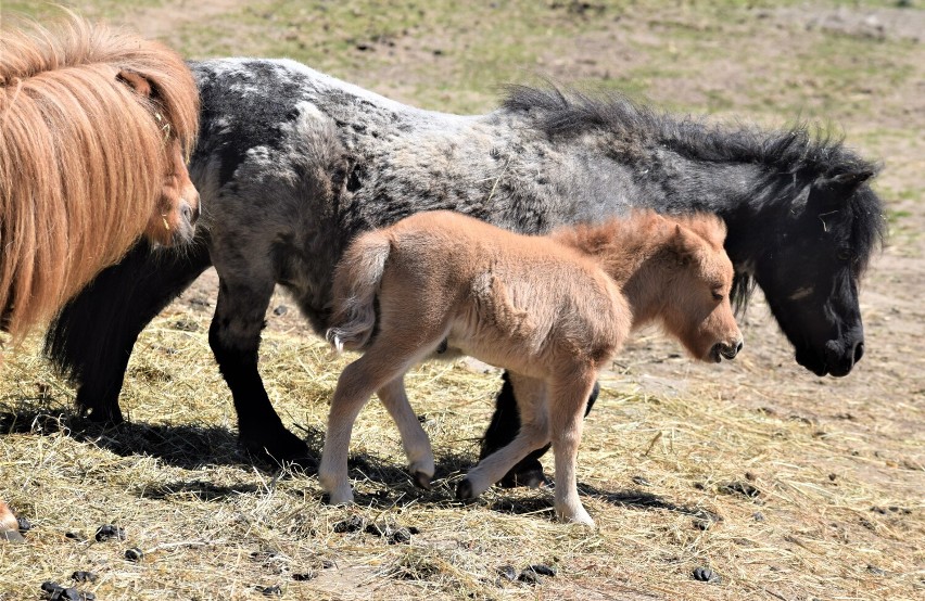 Prawdziwy baby boom zapanował w Zoo w Borysewie koło Poddębic. Ale słodziaki! Zobacz ZDJĘCIA