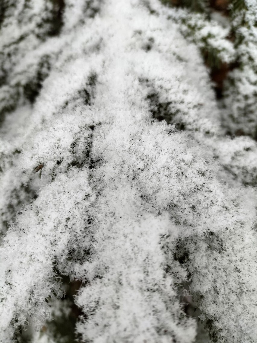 W Bieszczadach spadł śnieg, ale to nie przeszkadza w grzybobraniu (ZDJĘCIA)