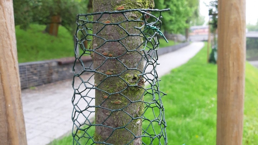 Dzięki interwencji MZD bóbr żyjący nad Młynówką nie będzie...