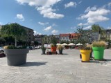 Września: Nasze miasto ponownie w konkursie na najpiękniej ukwiecone miasto w Polsce! Co zrobić, by oddać głos? [GALERIA]