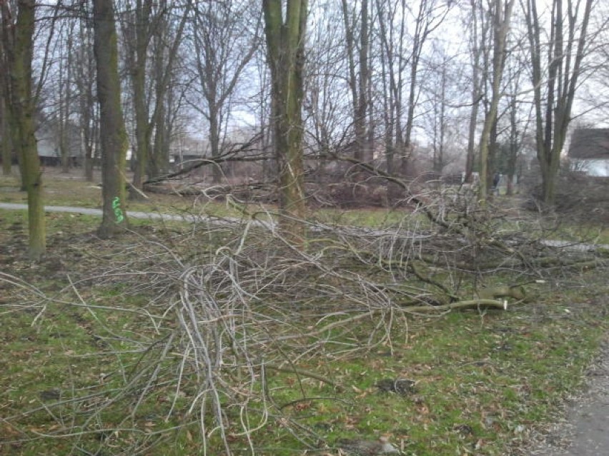 Park im. Jana Pawła II w Kraśniku: Ze ściętych drzew zrobią papieskie figurki