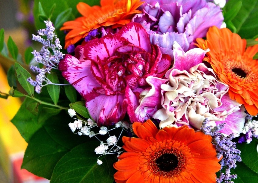 Dzisiaj w Radomiu czuć wiosnę! Zobacz galerię zdjęć pięknych, kolorowych kwiatów - zobacz zdjęcia