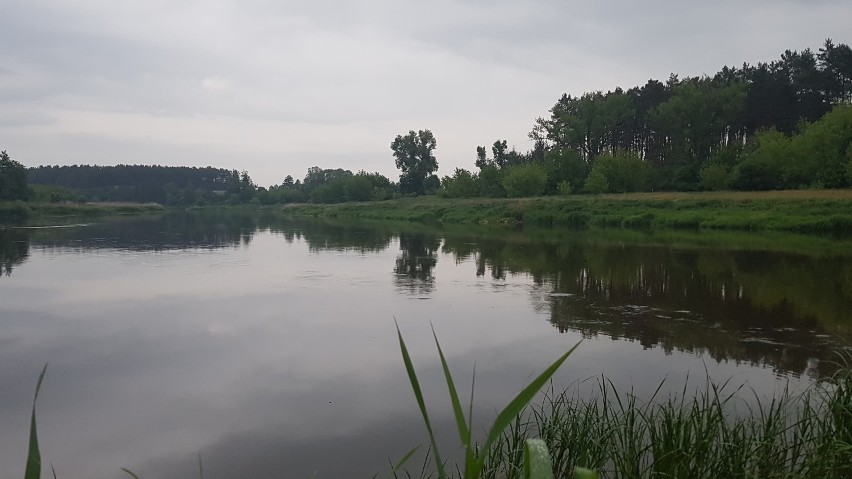 Gm. Obrzycko. Poranek nad Wartą - zobacz jak przyroda budzi się do życia [ZDJĘCIA]