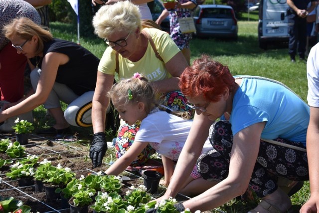 Mieszkańcy miasta wspólnie sadzili przy rondzie Jana Pawła II kwiaty