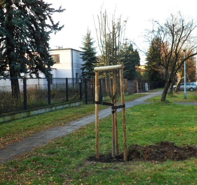Nasadzenia drzew w Kaliszu