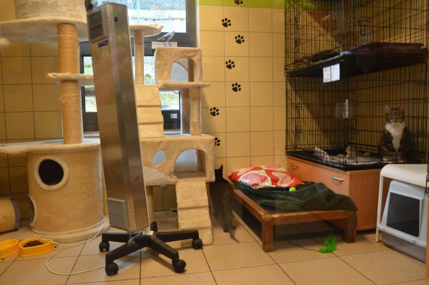 Gdyńskie koty z Ciapkowa proszą o pomoc i adopcję [zdjęcia]