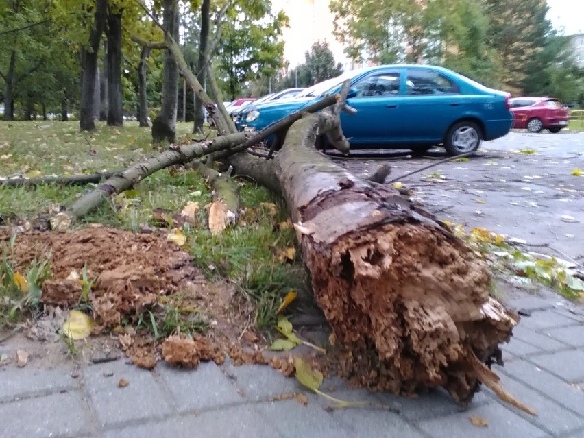 Silny wiatr na wałbrzyskim Podzamczu łamał drzewa, wywracał...