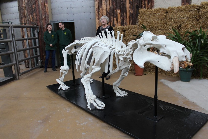 Szkielet Hipolita odsłonięty w śląskim zoo