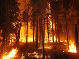 Pożary lasów w Węglińcu. Została wyznaczona wysoka nagroda za pomoc w ujęciu sprawcy! 