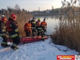 Dzibice: Dziki wpadły pod lód: uratowano sześć z ośmiu [ZDJĘCIA]