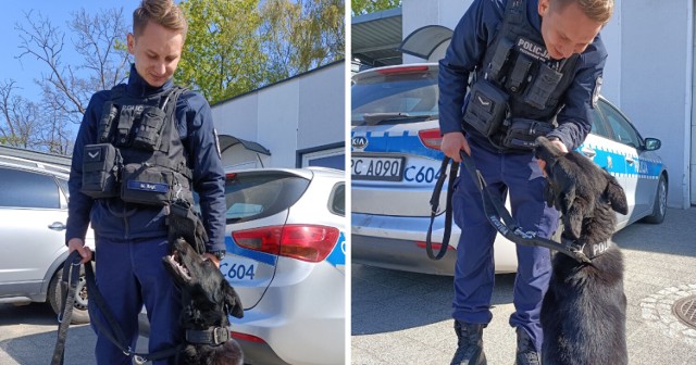 Działania policjantów z Aleksandrowa Kujawskiego wspierać będzie Petarda, owczarek niemiecki.