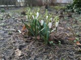 Nadchodzi wiosna! W Krakowie zakwitły pierwsze przebiśniegi