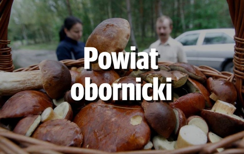 Wypalanki
Jest wysyp podgrzybków, które rosną całymi...