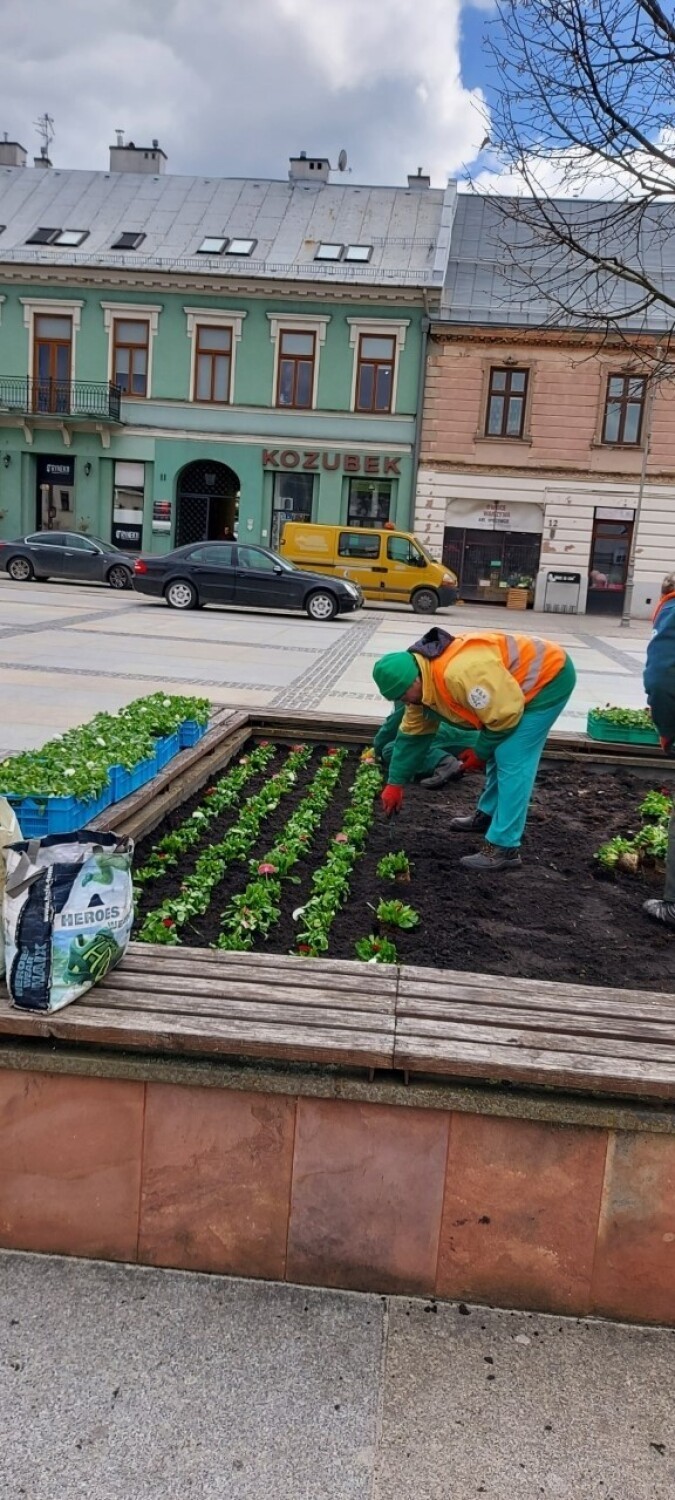 Pierwsze sadzonki kwiatów już zdobią ulice Kielc. Posadzono je na Rynku. Zobacz zdjęcia