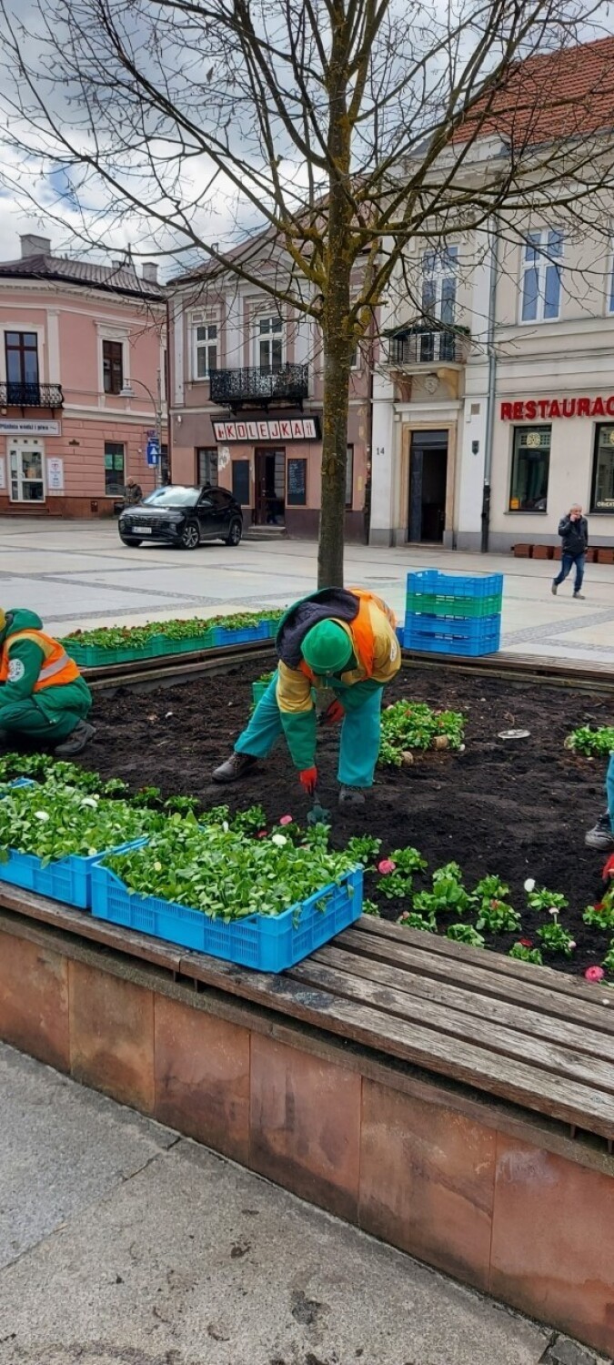 Pierwsze sadzonki kwiatów już zdobią ulice Kielc. Posadzono je na Rynku. Zobacz zdjęcia
