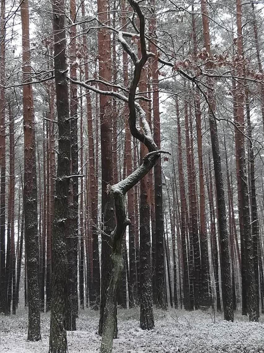 Śnieg przyprószył Kokotek. Zobaczcie, jak teraz tam jest!