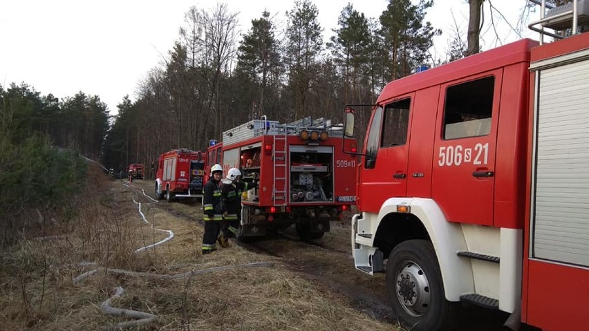 Pożar lasu w Dębowej Górze z 3 kwietnia 2019.