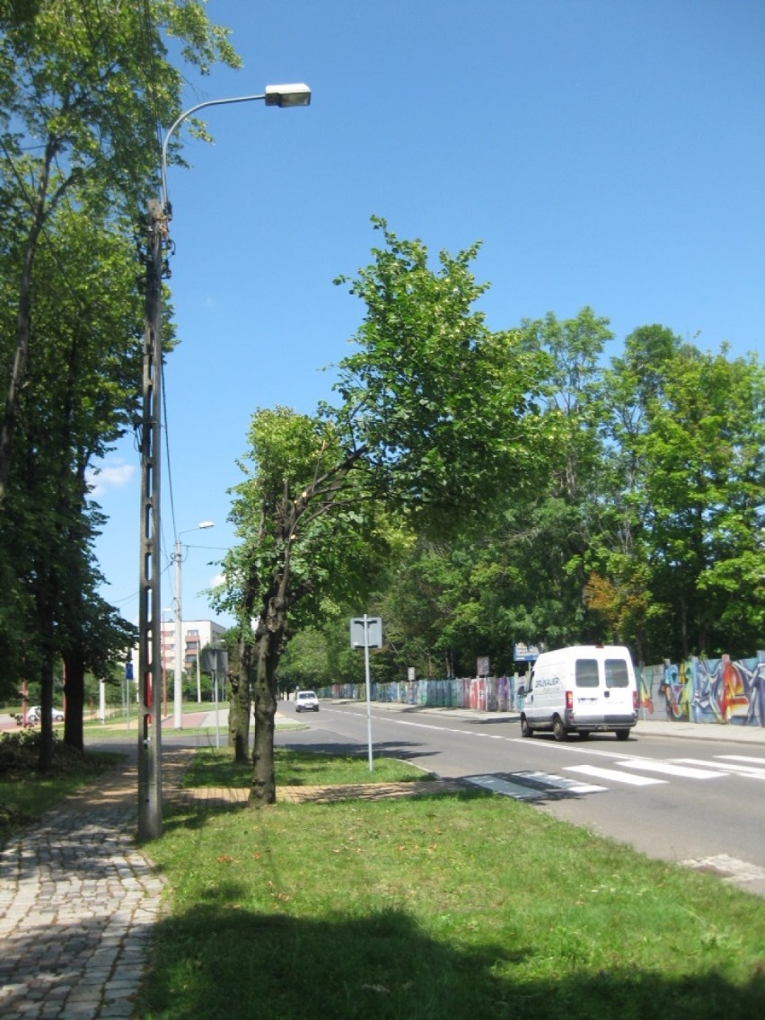 Drzewa na ulicy Mickiewicza wyglądają szpetnie...