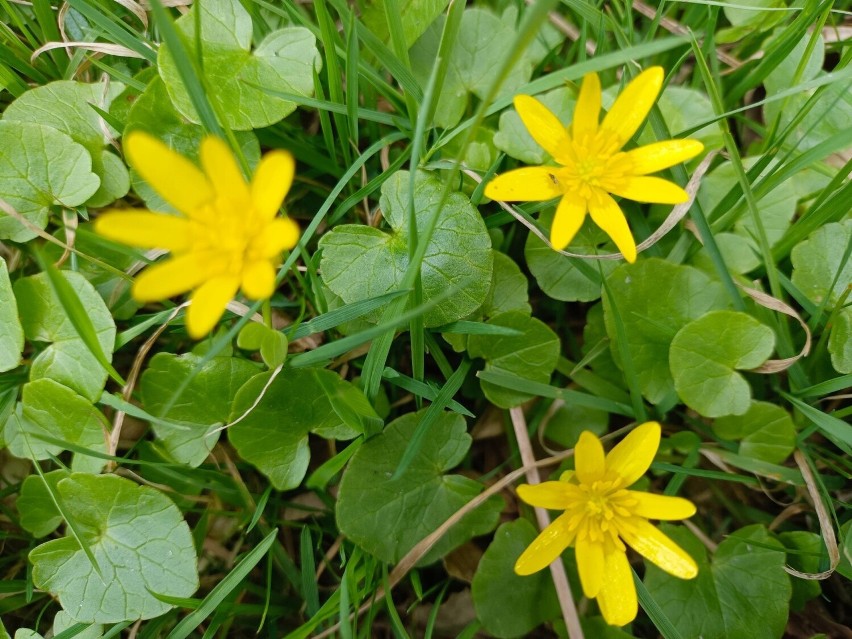 Wiosenne kwiaty sfotografowane w gminie Sulechów