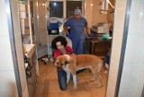  Własna krew leczy stawy psów. To nie medycyna to cuda - mówią ich właściciele 