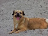 Psy czekają na adopcję w Schronisku dla Bezdomnych Zwierząt w Tomaszowie Maz. [GALERIA ZDJĘĆ]