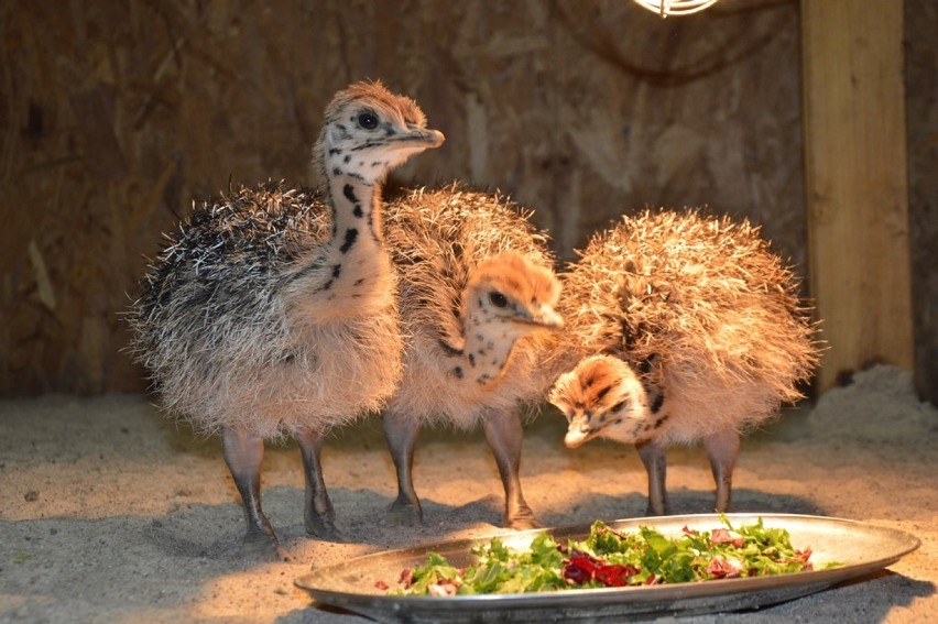 Zoo Safari Borysew - narodziny strusi