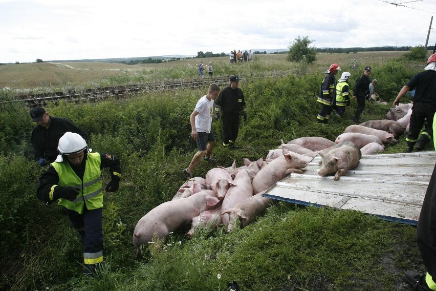 Wypadek ciężarówki ze świniami na trasie Legnica - Złotoryja (ZDJĘCIA)