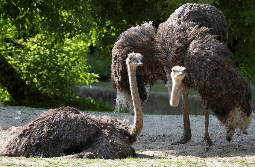 Krakowskie ZOO za darmo podczas ŚDM