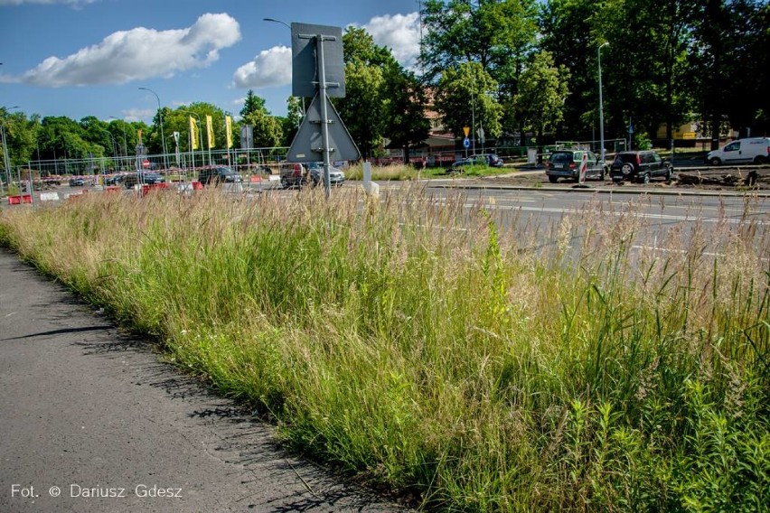 Wałbrzych: Czy kwietne łąki zagrażają bezpieczeństwu na drogach?[ZDJĘCIA]