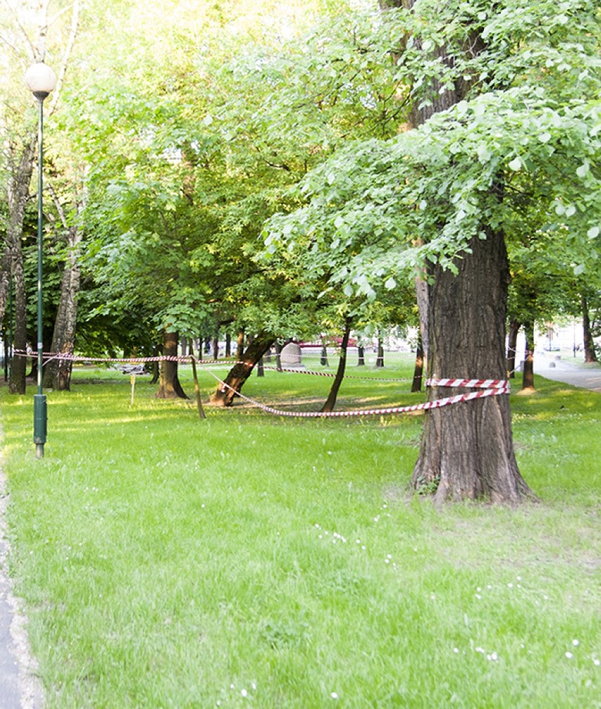 Wycinka drzew w parku "Kisiela" - maj 2013